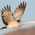 Sandhill Crane
